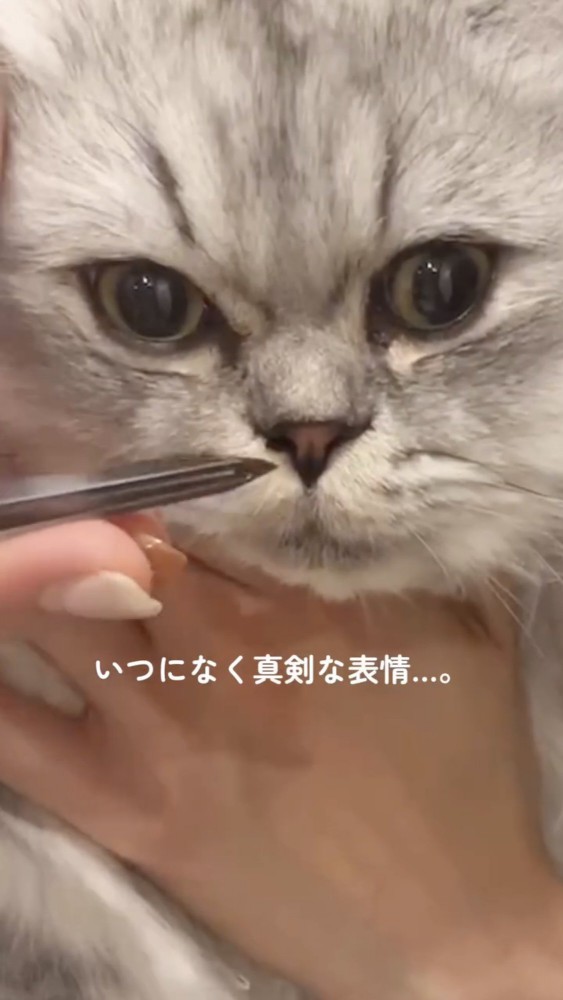 目の前を見つめる猫