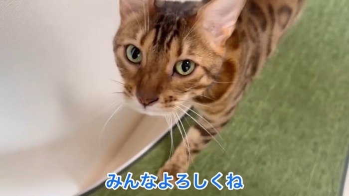 回し車で歩く猫の顔