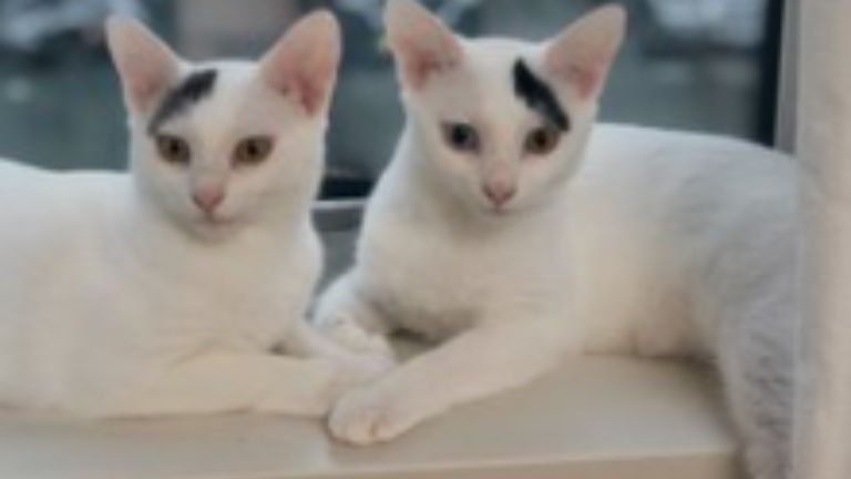 室内にいる猫