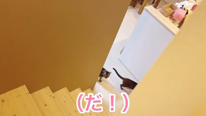 階段の下にいる2匹の猫