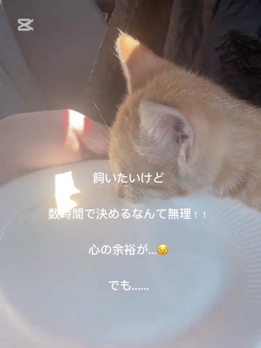 お皿のミルクを飲む子猫