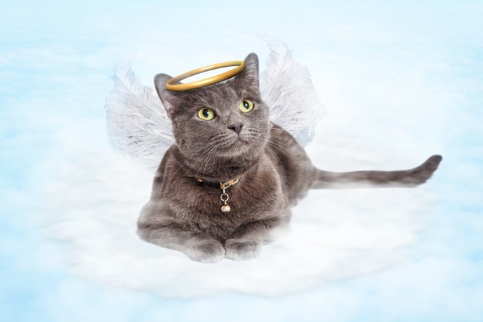 雲の上で天使の羽根をつけた猫