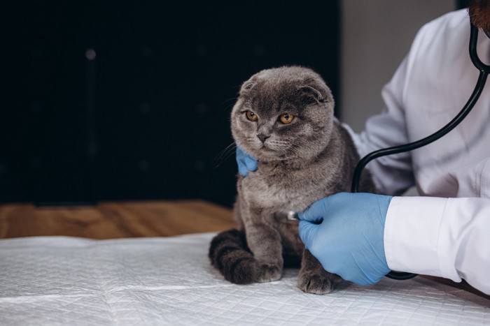 聴診器を当てられるグレーの猫