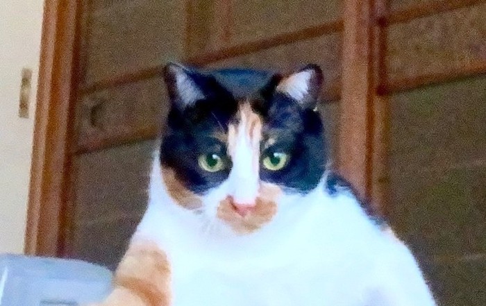 三毛猫の顔