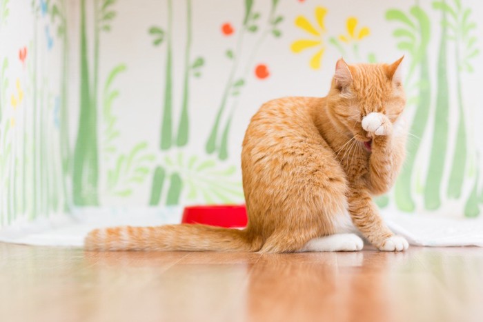 手を上げて顔を洗う猫