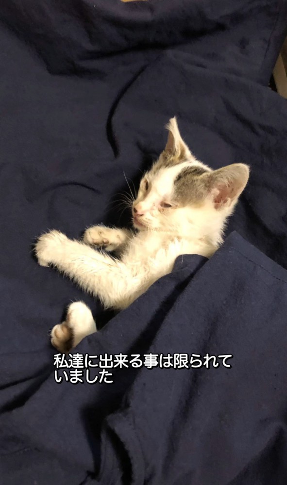 タオルにくるまって寝る子猫