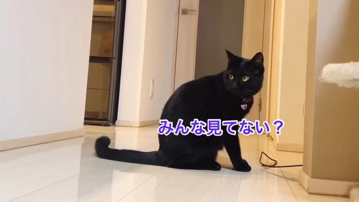 振り返る猫