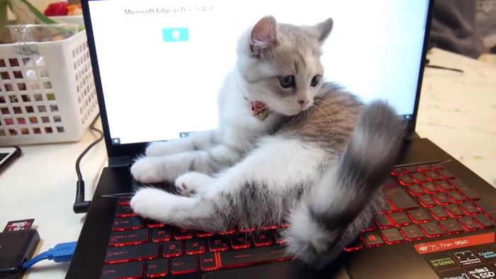 キーボード上で寝ころび尻尾をピンと上げた子猫