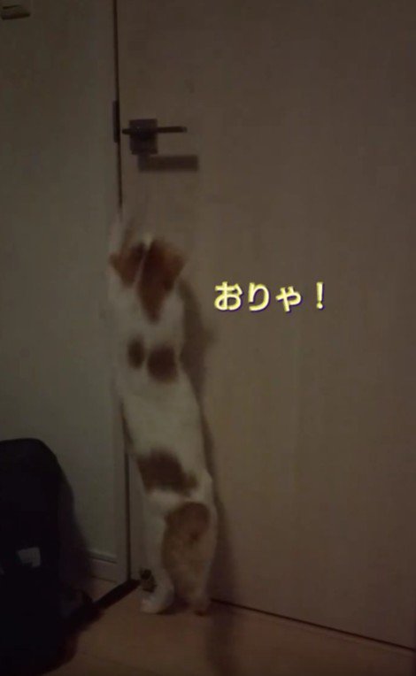 ドアを開けようとする猫