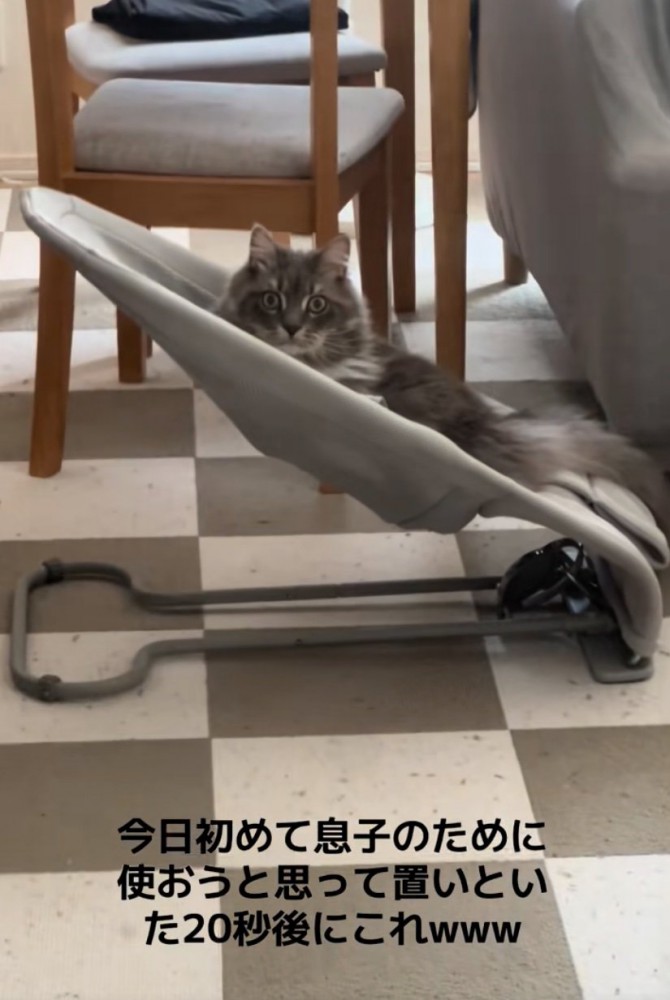 驚く猫2