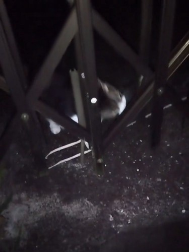 紐を取ろうとする猫