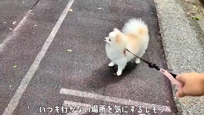 散歩中の犬
