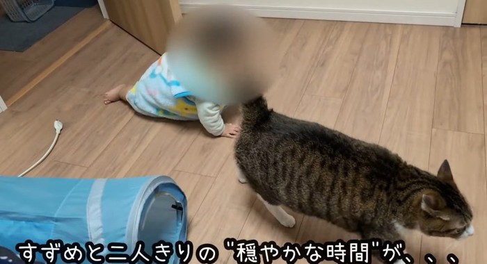 赤ちゃんと猫