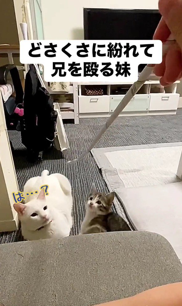 戸惑う幸吉くんとレアちゃん