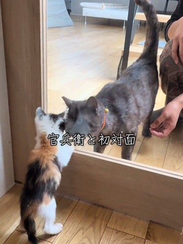 ガラス越しに対面する成猫と子猫