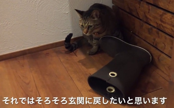 長靴の脇に座る猫(それではそろそろ玄関に戻したいと思います)