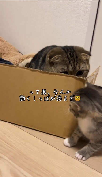 ダンボールの後ろに隠れる猫