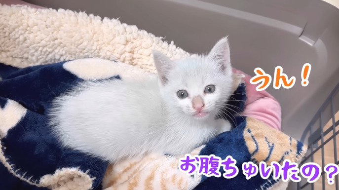 寝転がる子猫