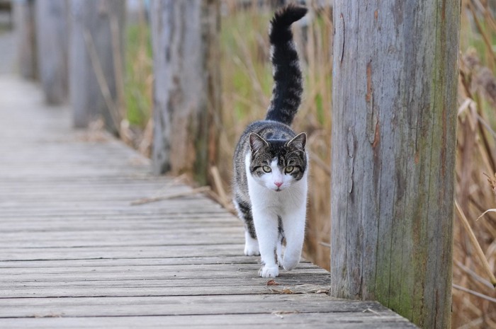 歩く猫