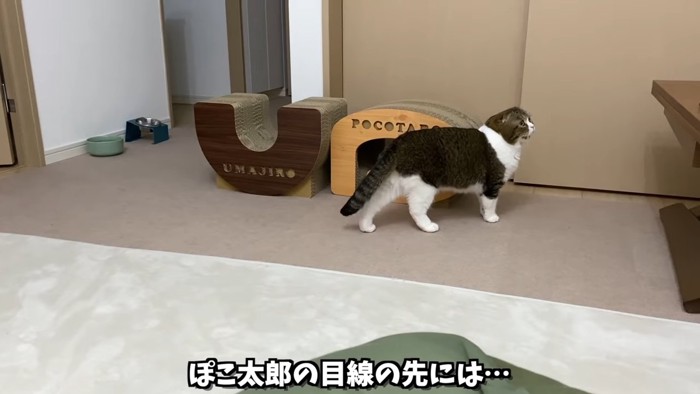 上を見る猫