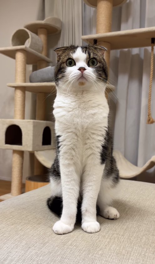 ソファの上でお座りしている猫