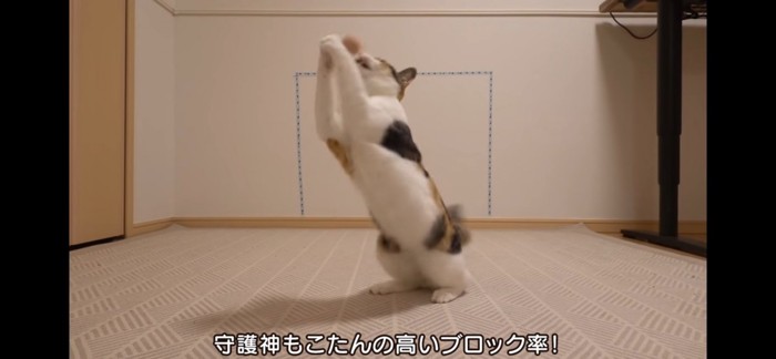 キャッチ