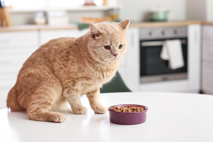 食事を残す猫