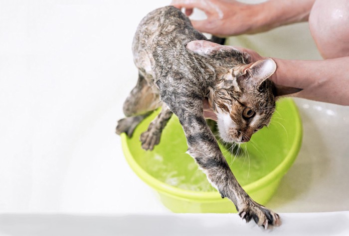 シャンプーを嫌がる猫