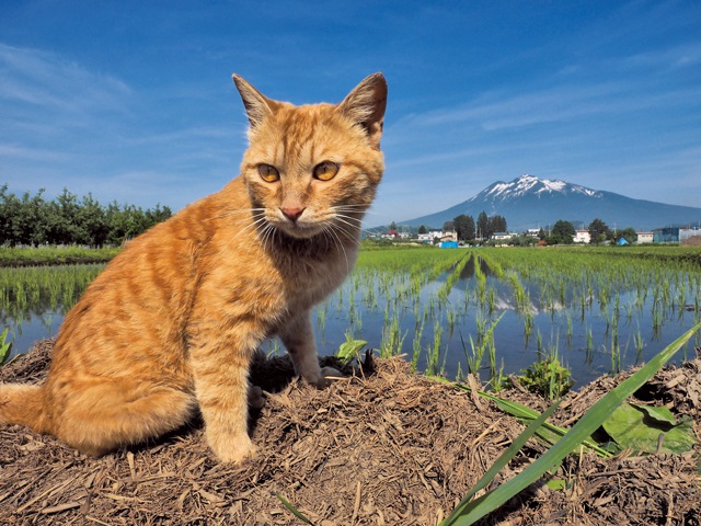 田んぼと猫