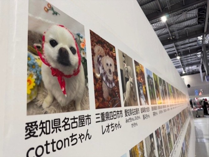 フォトコンテストとグランプリねこちゃん1