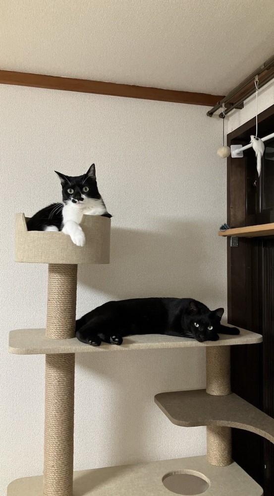 キャットタワーの上でくつろぐ2匹の猫