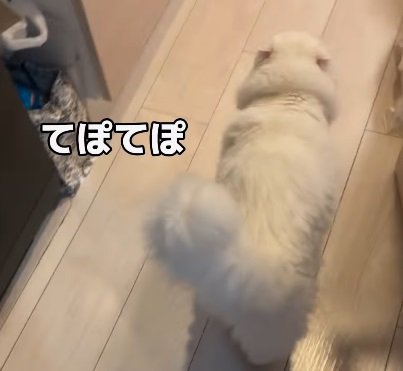 歩く猫（てぽてぽ）