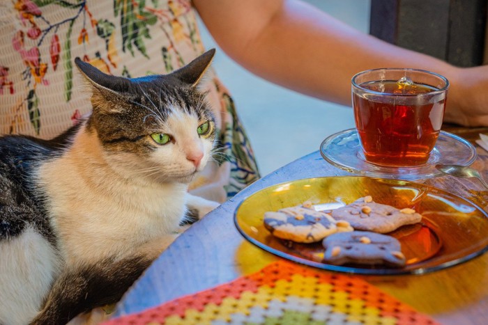 クッキーを眺める猫