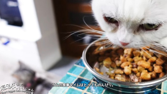 食事中の猫