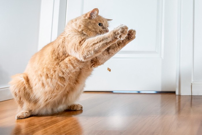 カリカリをキャッチし損ねた茶トラ