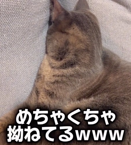 拗ねる猫