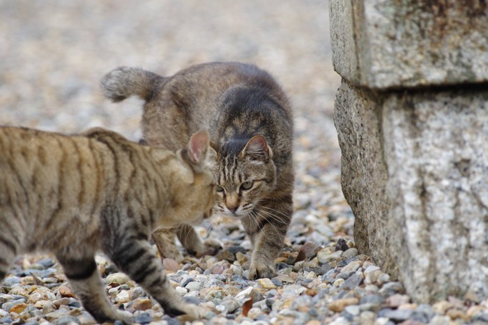 にらみ合う2匹のキジトラ猫