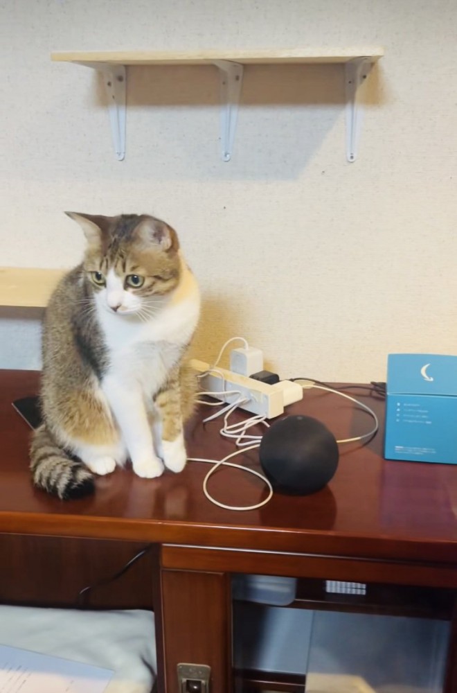 スマートスピーカーの隣に座る保護猫