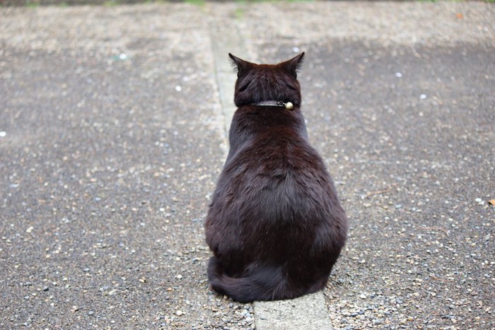 座っている猫の後ろ姿