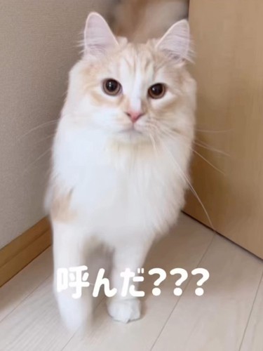 カメラ目線の猫