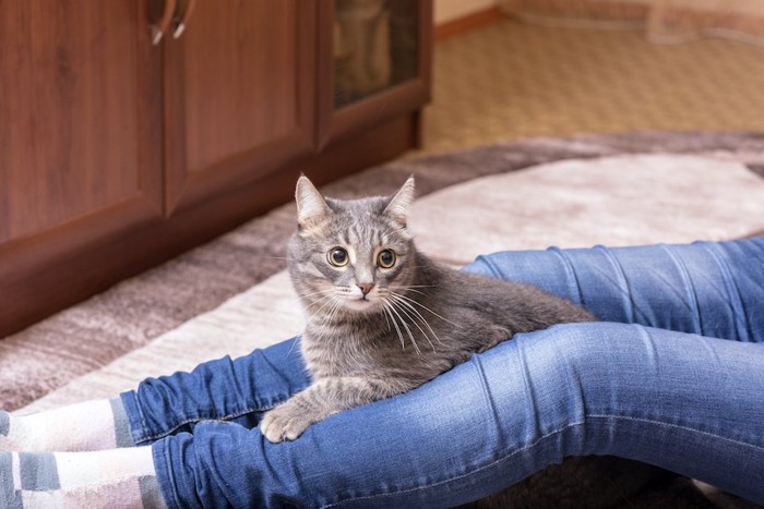 カーペットの上に座る飼い主の足の間で休む猫