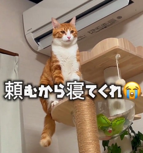 すまし顔の猫