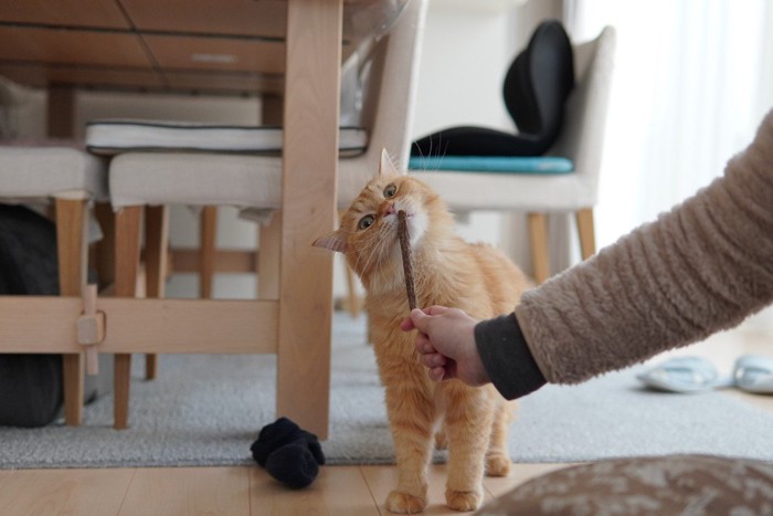 またたびを嗅ぐ猫