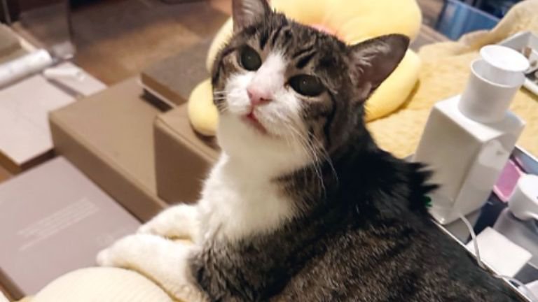 室内にいる猫