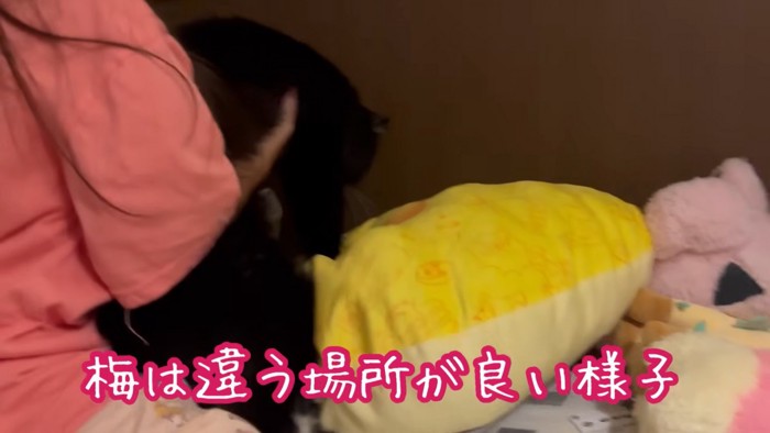 テロップ「梅は違う場所が~」