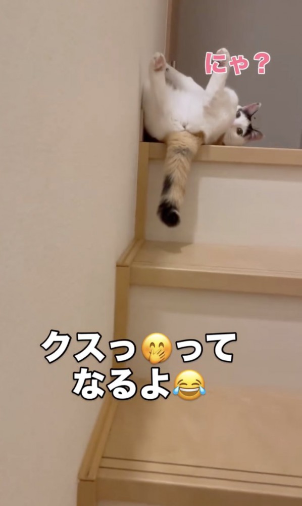 ちらりと見る猫