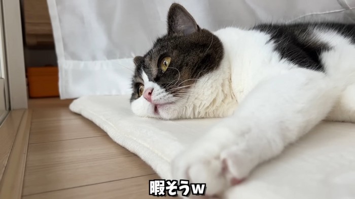 寝そべる猫