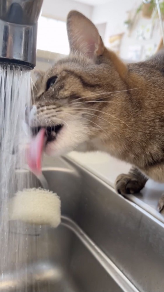 水を飲む猫