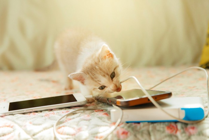 電源コードを甘噛みする子猫