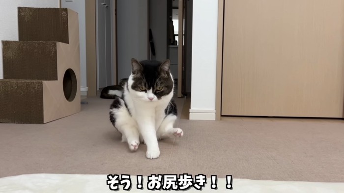 お尻歩きする猫